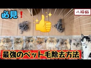 „【Teppichreinigung】Problemlösung für Haustierbesitzer❗️Damit entfernen Sie Hundehår vom Teppich im Handumdrehen‼️Super einfach und außerdem sauber‼️“