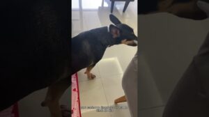 3 Gründe, nur waschbare Teppiche für deinen Hund zum Pinkeln zu verwenden #shorts